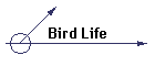 Bird Life